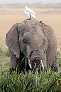 African Bush Elephant
