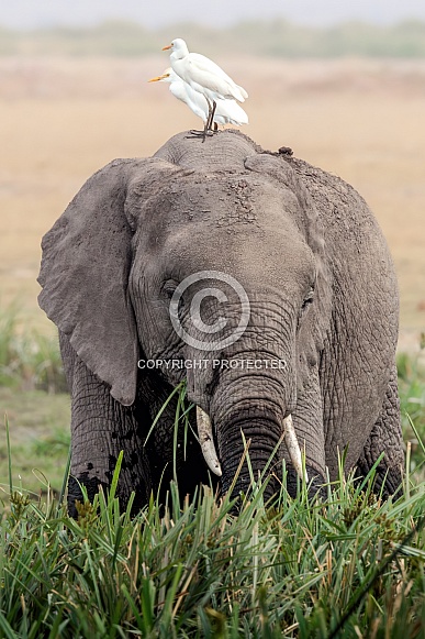 African Bush Elephant African Bush Elephant