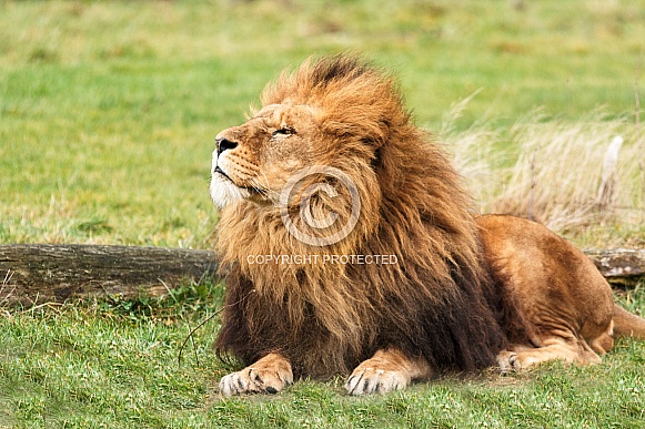 African lion full body shot lying down