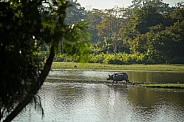 Indian rhino in the nature habitat