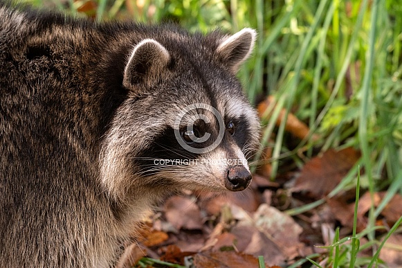 Raccoon Face Close Up