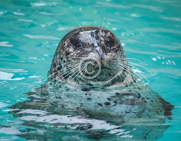 Harbor Seal