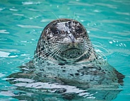 Harbor Seal