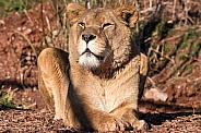 African Lioness Lying In Sunshine