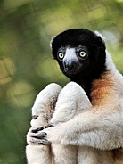 Crowned Sifaka