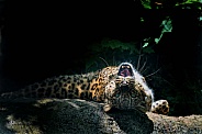 North Chinese Leopard