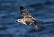 Lesser black backed Gull