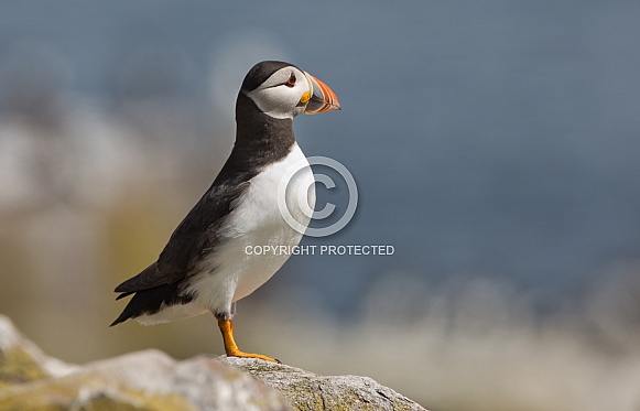 Puffin the birds from the arctic.