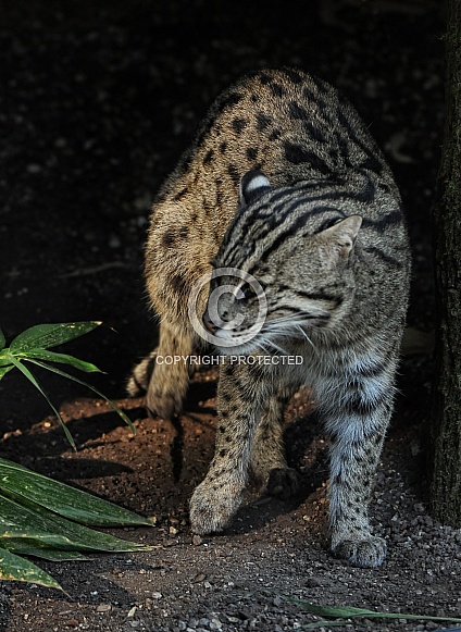 Fishing cat