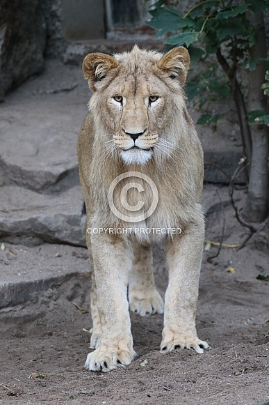 Young Lion Young Lion