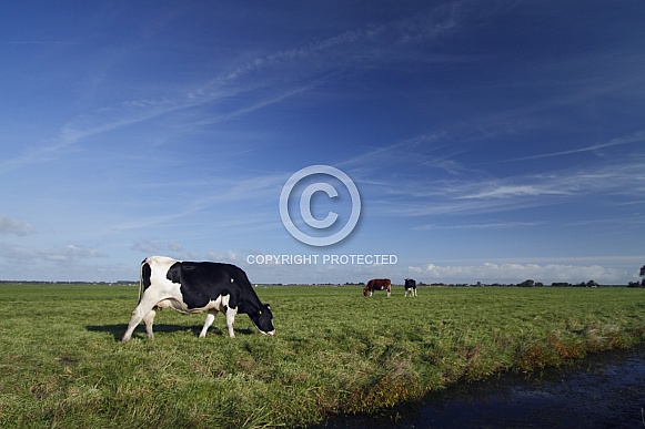 Dutch Cow and Cows