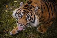 Sumatran Tiger