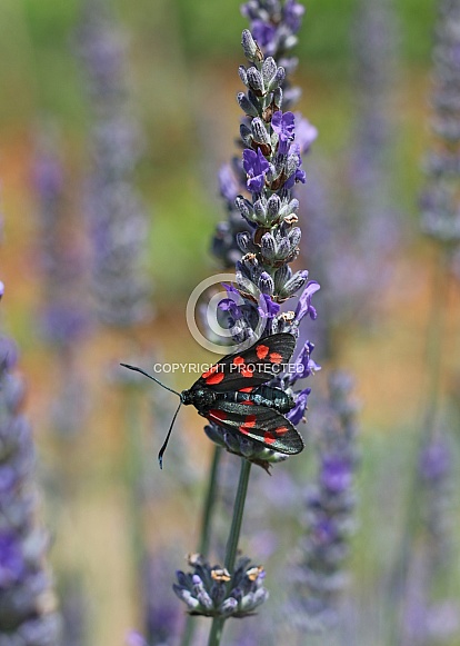 Six-Spot Burnet Moth On Lavender Six-Spot Burnet Moth On Lavender
