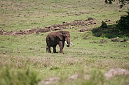 African Elephant