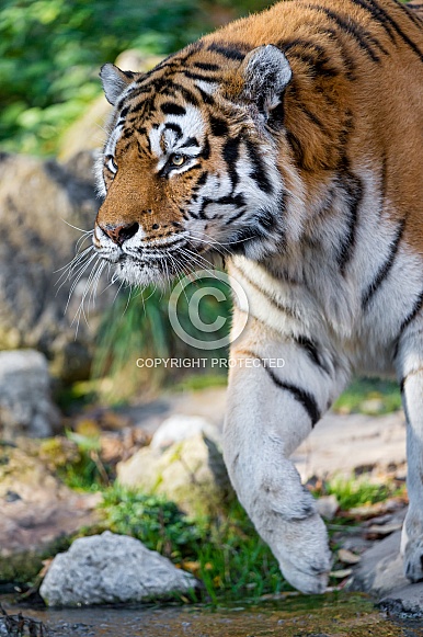 Amur Tiger Amur Tiger
