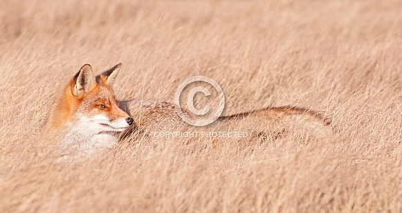 Red Fox