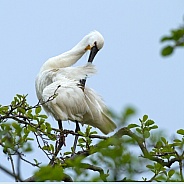 The Eurasian spoonbill