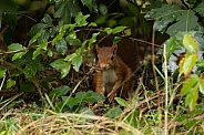 Red Squirrel