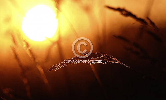 Sunset grass Sunset grass
