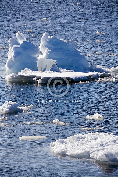 Polar Bear - Greenland - High Arctic Polar Bear - Greenland - High Arctic