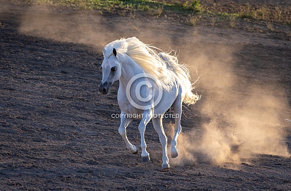 Arabian Horse