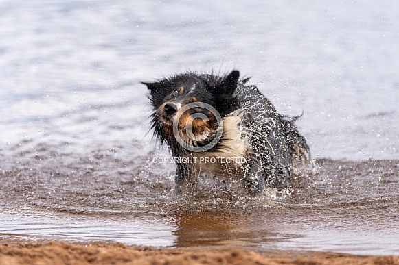 Border collie shaking off water