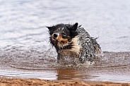 Border collie shaking off water