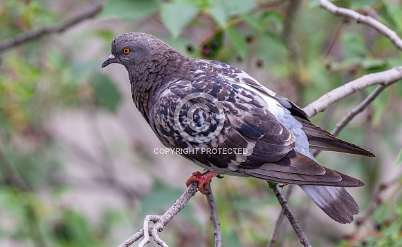 Rock dove Rock dove