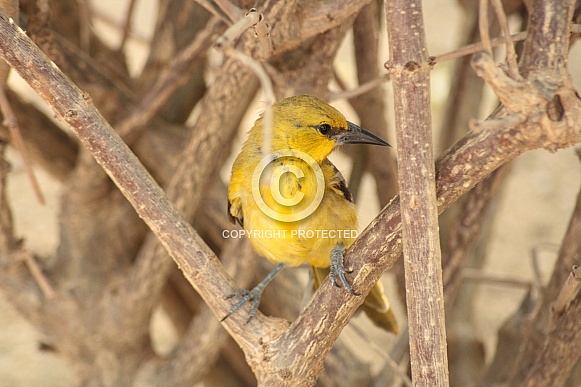 Orchard Oriole