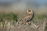 The short-eared owl (Asio flammeus)