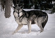 Wolf