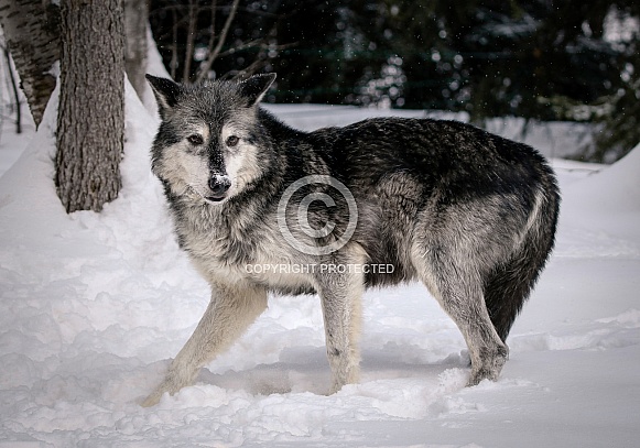 Wolf