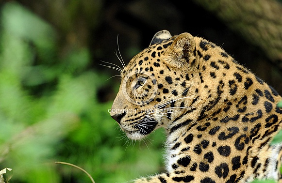 Amur Leopard