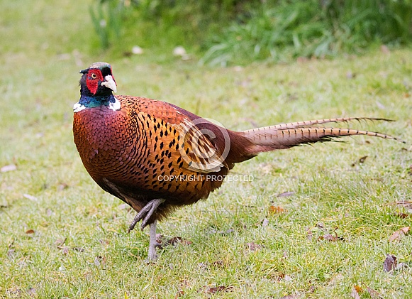 Pheasant