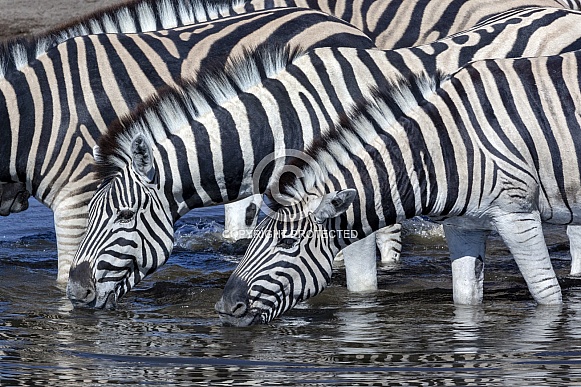 Plains Zebra drinking at a waterhole - Namibia