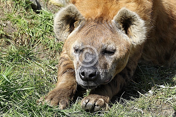 Spotted Hyena