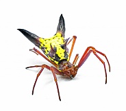arrow shaped micrathena orbweaver or orb weaver spider - Micrathena sagittata - yellow, red and black patterning and two large sharp triangular tubercles isolated on white background top front view