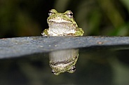 Eastern Tree Frog