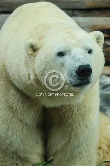 Polar Bear Polar Bear