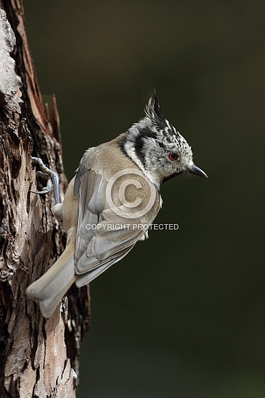 The crested tit or European crested tit