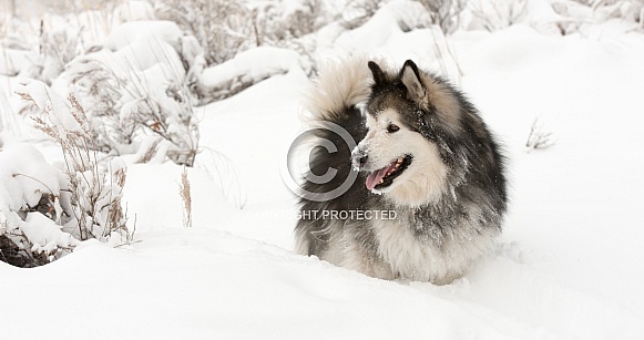 Alaskan Malamute Alaskan Malamute