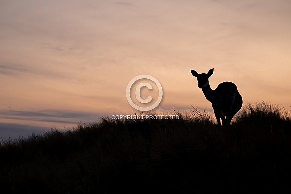Fallow deer (Dama dama) Fallow deer (Dama dama)