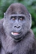 Western Lowland Gorilla (Gorilla Gorilla Gorilla)