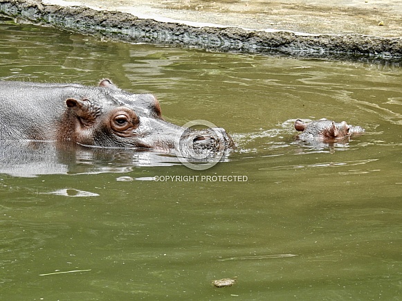 Hippopotamus