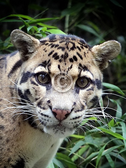 Clouded leopard
