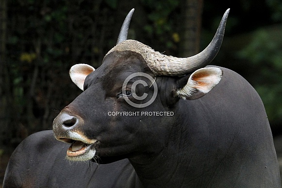Banteng Banteng