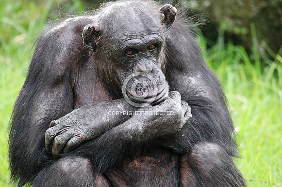 Chimpanzee Chimpanzee