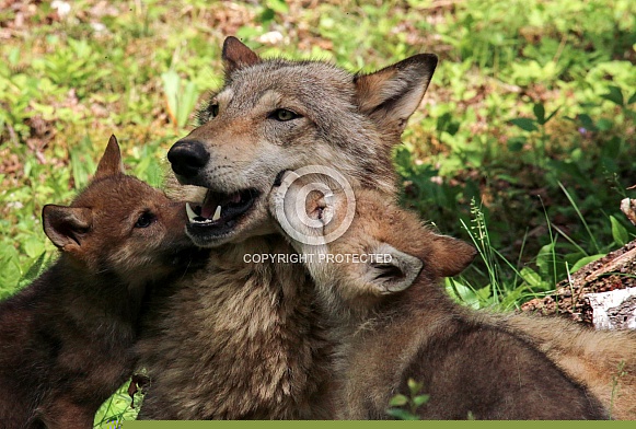 Wolf and Wolf Pups