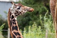 Rothschilds Giraffe Side Profile