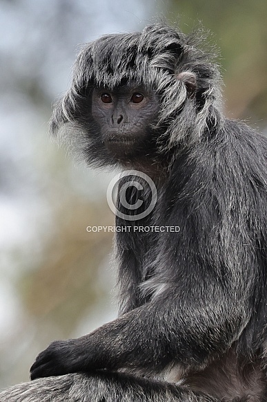 East Javan Langur (Trachypithecus Auratus)